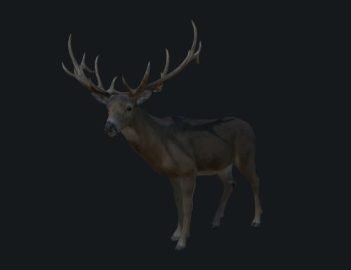 More information about "Deer"